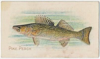 81 Pike Perch
